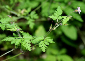 Geranium robertianum / Stinkender Storchschnabel / Geraniaceae / Storchschnabelgewchse