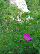 Geranium sanguineum / Blutroter Storchschnabel / Geraniaceae / Storchschnabelgewchse