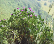 Geranium sanguineum / Blutroter Storchschnabel / Geraniaceae / Storchschnabelgewchse