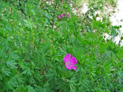 Geranium sanguineum / Blutroter Storchschnabel / Geraniaceae / Storchschnabelgewchse