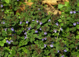 Glechoma hederacea / Gewhnlicher Gundermann / Lamiaceae / Lippenbltengewchse 