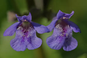 Glechoma hederacea / Gewöhnlicher Gundermann / Lamiaceae / Lippenblütengewächse 