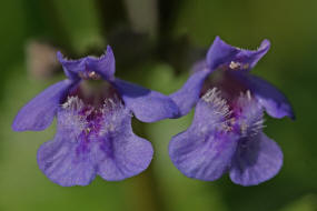 Glechoma hederacea / Gewhnlicher Gundermann / Lamiaceae / Lippenbltengewchse 