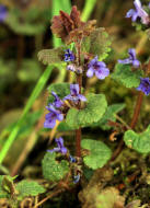 Glechoma hederacea / Gewhnlicher Gundermann / Lamiaceae / Lippenbltengewchse 