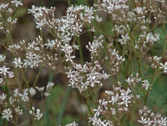 Gypsophila fastigiata / Ebenstruiges Gipskraut / Caryophyllaceae / Nelkengewchse