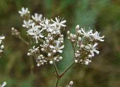 Gypsophila fastigiata / Ebenstruiges Gipskraut / Caryophyllaceae / Nelkengewchse