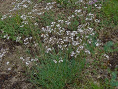 Gypsophila fastigiata / Ebenstruiges Gipskraut / Caryophyllaceae / Nelkengewchse