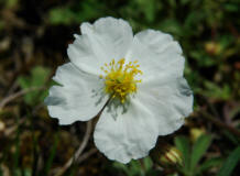 Helianthemum apenninum / Apenninen-Sonnenrschen / Cistaceae / Zistrosengewchse