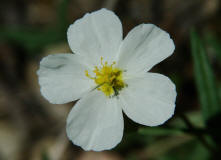 Helianthemum apenninum / Apenninen-Sonnenrschen / Cistaceae / Zistrosengewchse