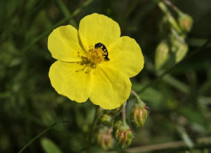 Helianthemum nummularium agg. / Gewhnliches Sonnenrschen / Cistaceae / Zistrosengewchse