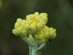 Helichrysum arenarium / Sand-Strohblume / Asteraceae - Korbblütengewächse