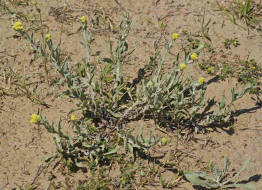 Helichrysum arenarium / Sand-Strohblume / Asteraceae - Korbbltengewchse