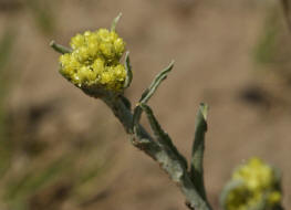 Helichrysum arenarium / Sand-Strohblume / Asteraceae - Korbbltengewchse