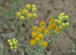 Helichrysum arenarium / Sand-Strohblume / Asteraceae - Korbbltengewchse