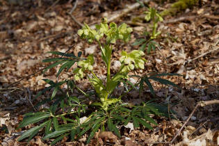 Helleborus foetidus / Stinkende Nieswurz / Ranunculaceae / Hahnenfugewchse