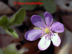 Hepatica nobilis / Leberblümchen / Ranunculaceae / Hahnenfußgewächse