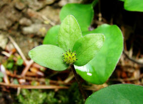 Hepatica nobilis / Leberblümchen (fruchtend) / Ranunculaceae / Hahnenfußgewächse
