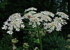 Heracleum sphondylium / Wiesen-Brenklau / Apiaceae / Doldenbltengewchse