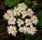 Heracleum sphondylium / Wiesen-Bärenklau / Apiaceae / Doldenblütengewächse
