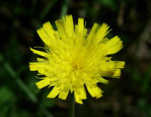 Hieracium pilosella agg. / Kleines Habichtskraut / Asteraceae / Korbbltengewchse