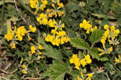 Hippocrepis comosa / Gewhnliche Hufeisenklee / Fabaceae / Schmetterlingsbltengewchse