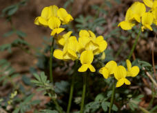 Hippocrepis comosa / Gewhnliche Hufeisenklee / Fabaceae / Schmetterlingsbltengewchse