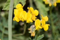 Hippocrepis comosa / Gewhnliche Hufeisenklee / Fabaceae / Schmetterlingsbltengewchse