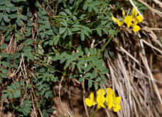 Hippocrepis comosa / Gewhnliche Hufeisenklee / Fabaceae / Schmetterlingsbltengewchse