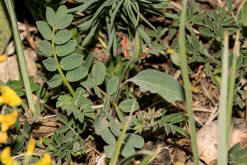 Hippocrepis comosa / Gewhnliche Hufeisenklee / Fabaceae / Schmetterlingsbltengewchse