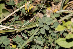 Hippocrepis comosa / Gewhnliche Hufeisenklee / Fabaceae / Schmetterlingsbltengewchse