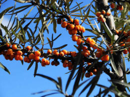 Hippophae rhamnoides / Sanddorn / Elaeagnaceae / lweidengewchse