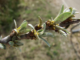 Hippophae rhamnoides / Sanddorn / Elaeagnaceae / lweidengewchse