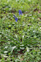 Hyacinthoides non-scripta / Atlantisches Hasenglckchen / Hyacinthaceae / Hyazinthengewchse