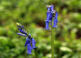 Hyacinthoides non-scripta / Atlantisches Hasenglckchen / Hyacinthaceae / Hyazinthengewchse