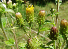 Inula conyzae / Drrwurz / Drrwurz-Alant / Asteraceae / Korbbltengewchse