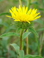 Inula hirta / Rauhaariger Alant / Asteraceae / Korbbltengewchse