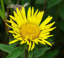 Inula hirta / Rauhaariger Alant / Asteraceae / Korbbltengewchse