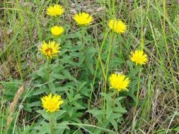 Inula hirta / Rauhaariger Alant / Asteraceae / Korbbltengewchse