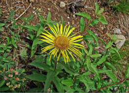 Inula hirta / Rauhaariger Alant / Asteraceae / Korbbltengewchse