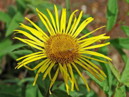 Inula hirta / Rauhaariger Alant / Asteraceae / Korbbltengewchse