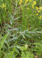 Isatis tinctoria / Frber-Waid / Brassicaceae / Kreuzbltengewchse / Alte Frberpflanze fr Blautne