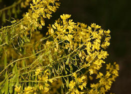 Isatis tinctoria / Frber-Waid / Brassicaceae / Kreuzbltengewchse / Alte Frberpflanze fr Blautne