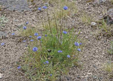 Jasione laevis / Ausdauerndes Sandglckchen / Campanulaceae / Glockenblumengewchse