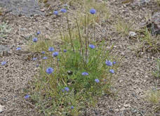 Jasione laevis / Ausdauerndes Sandglckchen / Campanulaceae / Glockenblumengewchse