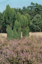 Juniperus communis / Gewöhnlicher Heide-Wacholder / Cupressaceae / Zypressengewächse