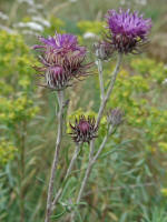 Jurinea cyanoides / Sand-Silberscharte / Asteraceae / Korbbltengewchse