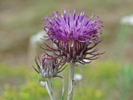 Jurinea cyanoides / Sand-Silberscharte / Asteraceae / Korbbltengewchse