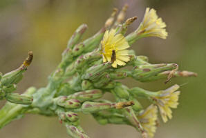 Lactuca serriola / Kompass-Lattich / Asteraceae / Korbbltengewchse / Die Bltter sind meist in Nord-Sd Richtung ausgerichtet - daher der Name Kompass-Lattich