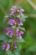 Lamium maculatum / Gefleckte Taubnessel / Lamiaceae / Lippenbltengewchse