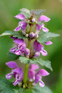 Lamium maculatum / Gefleckte Taubnessel / Lamiaceae / Lippenbltengewchse